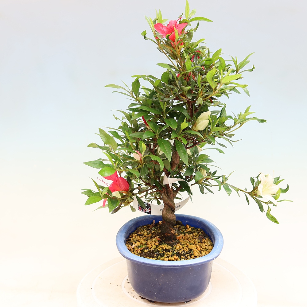Bonsai da esterno - Azalea giapponese - Azalea CHIHIRO