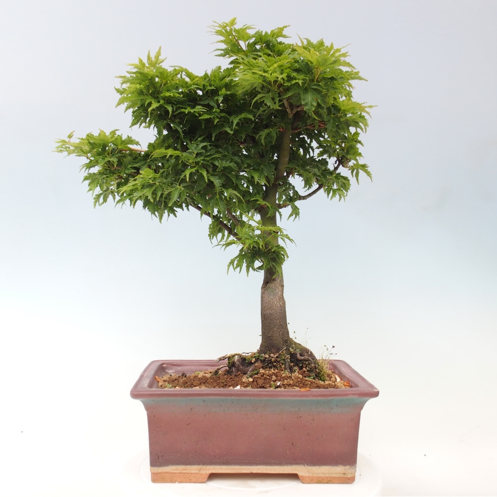 Bonsai da esterno -Palma di Giava Acer palmatum Shishigashira
