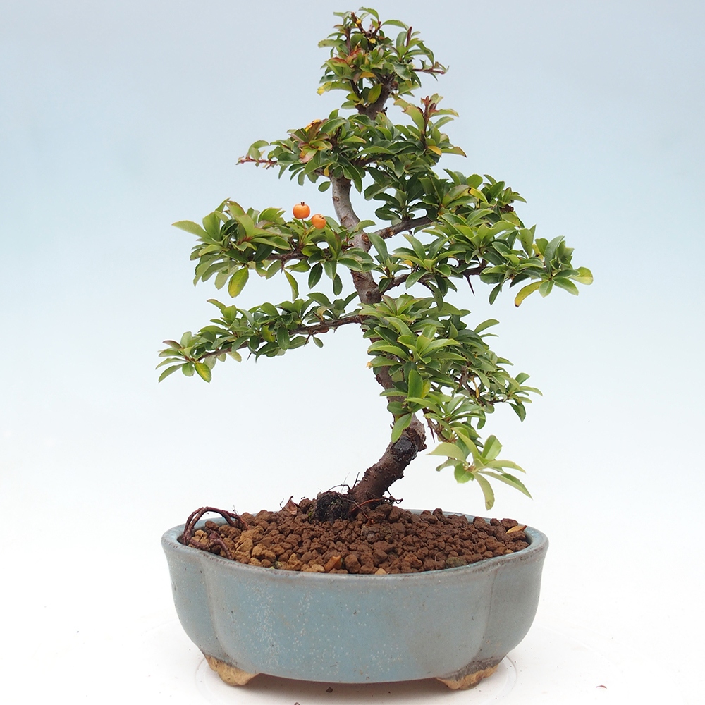 Bonsai da esterno-Pyracantha Teton -Hlox