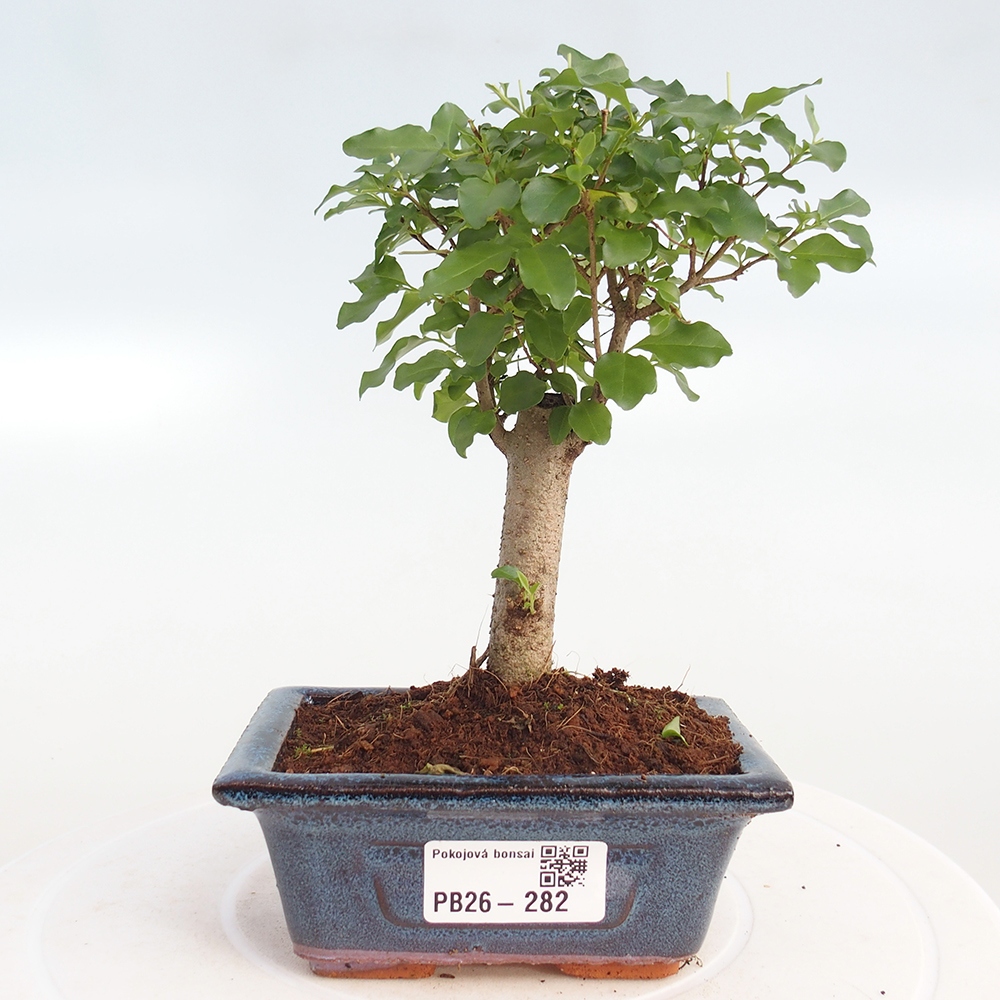 Camera bonsai -Ligustrum chinensis - Becco d'uccello