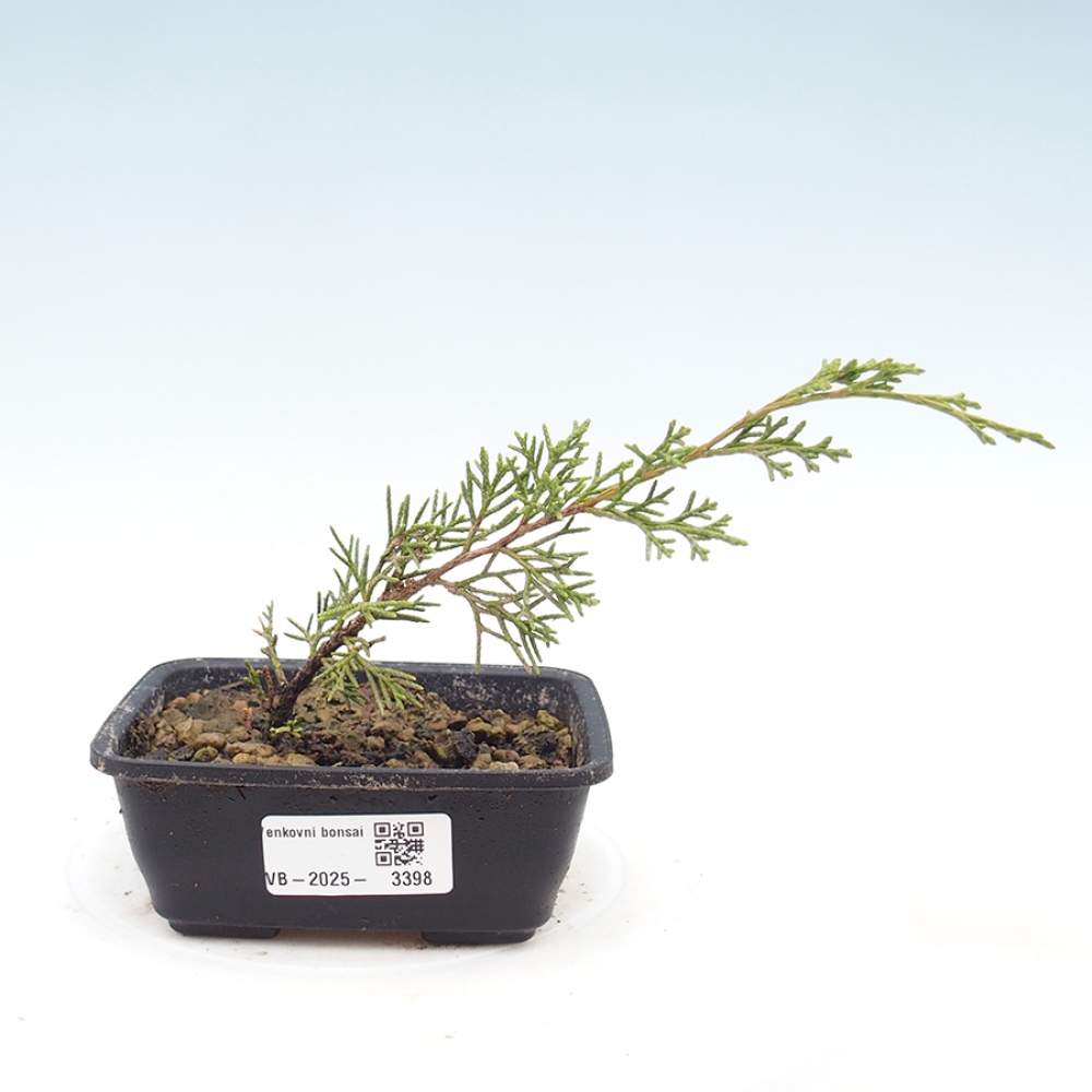 Bonsai da esterno - Juniperus chinensis Itoigawa