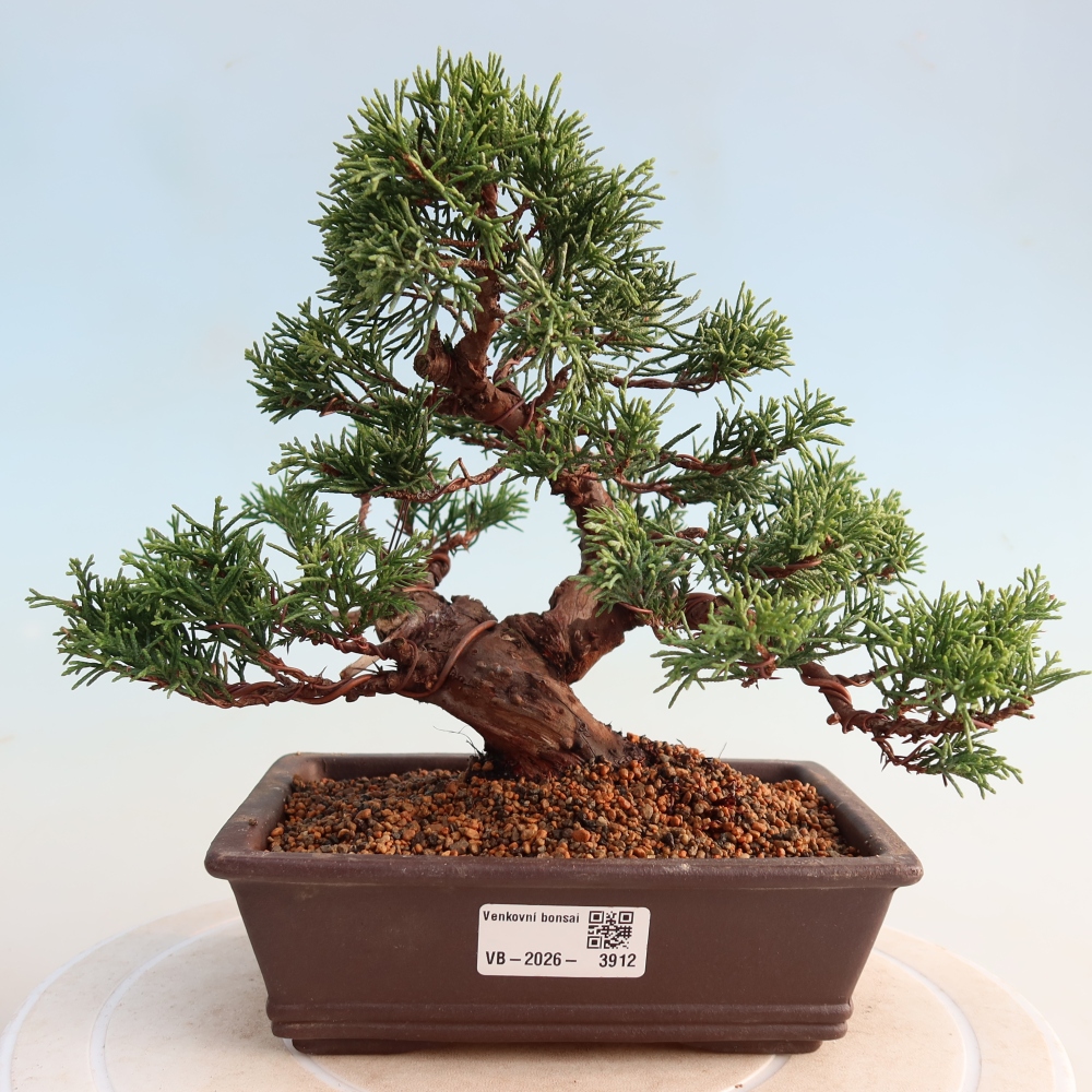 Bonsai da esterno - Juniperus chinensis Itoigawa