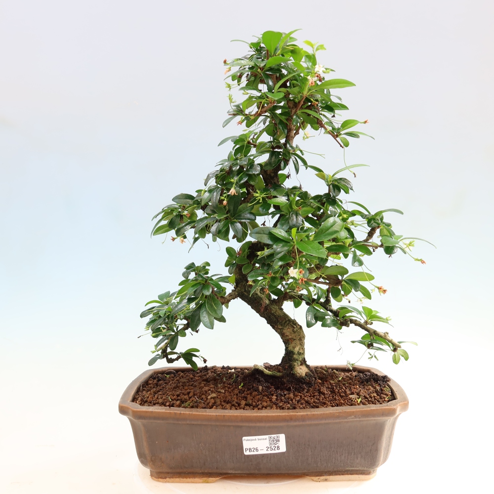 Camera bonsai - Carmona macrophylla - Tea fuki