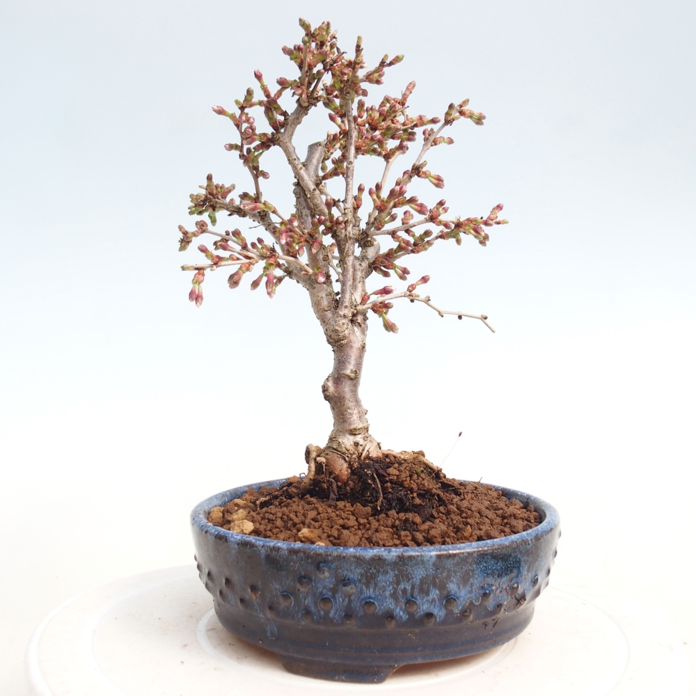 Bonsai da esterno - Prunus incisa Kojou-no mai-Plivon ritagliato