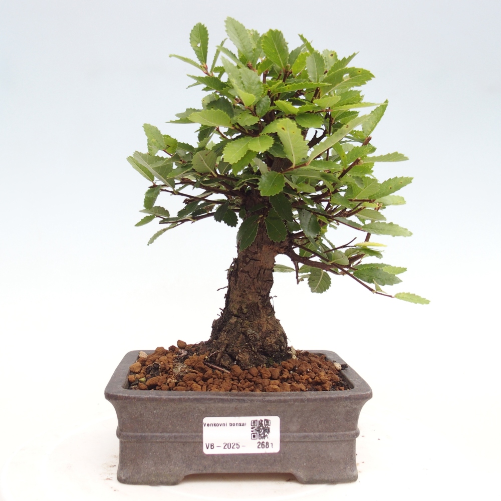 Bonsai da esterno - Zelkova - Zelkova NIRE