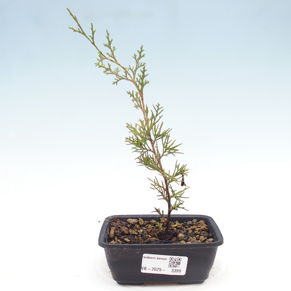 Bonsai da esterno - Juniperus chinensis Itoigawa