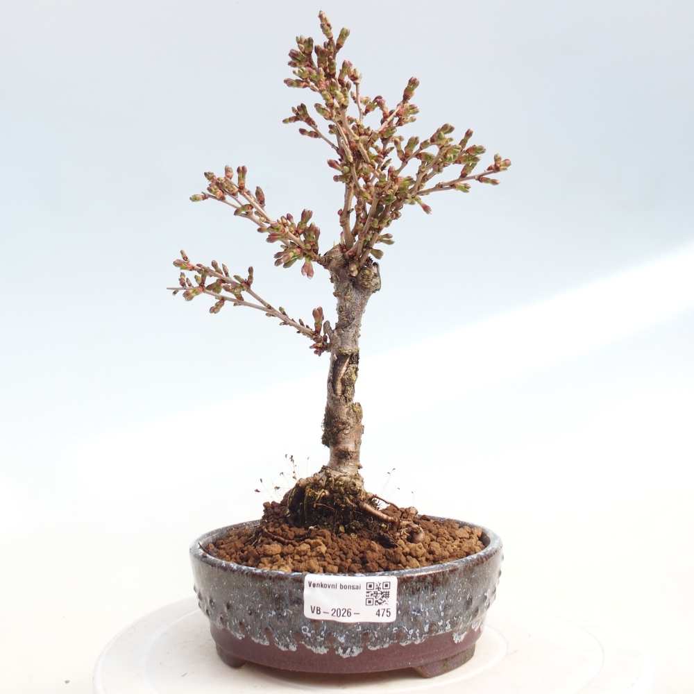 Bonsai da esterno - Prunus incisa Kojou-no mai-Plivon ritagliato