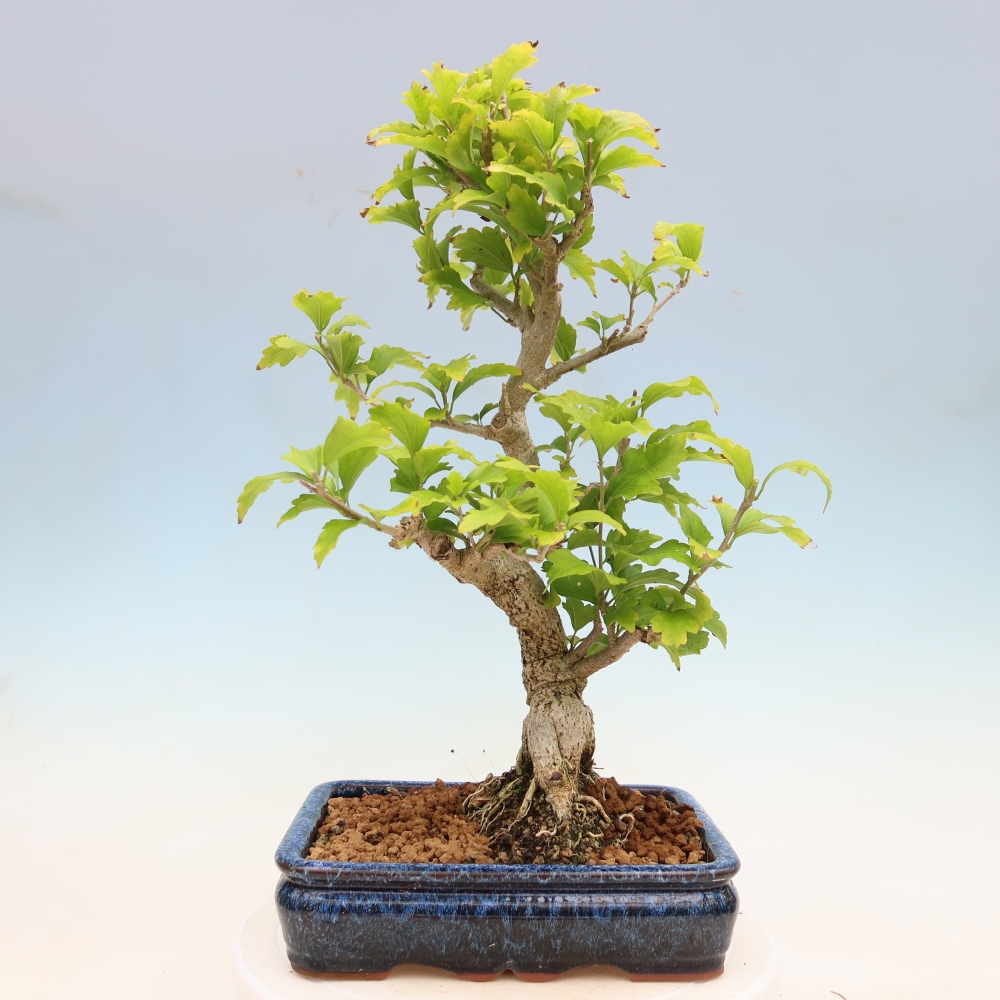 Bonsai da esterno - Hibiscus syriacus - Ibisco siriano
