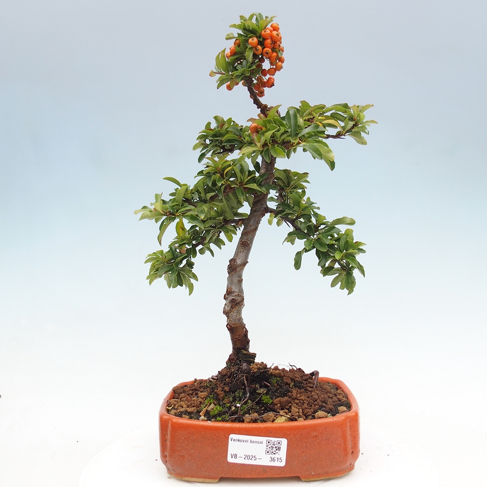 Bonsai da esterno-Pyracantha Teton -Hlox