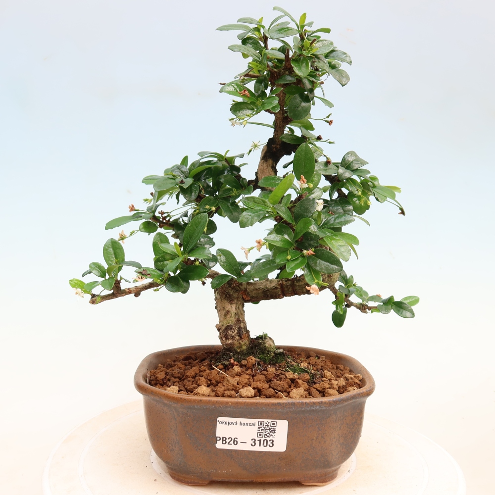 Camera bonsai - Carmona macrophylla - Tea fuki
