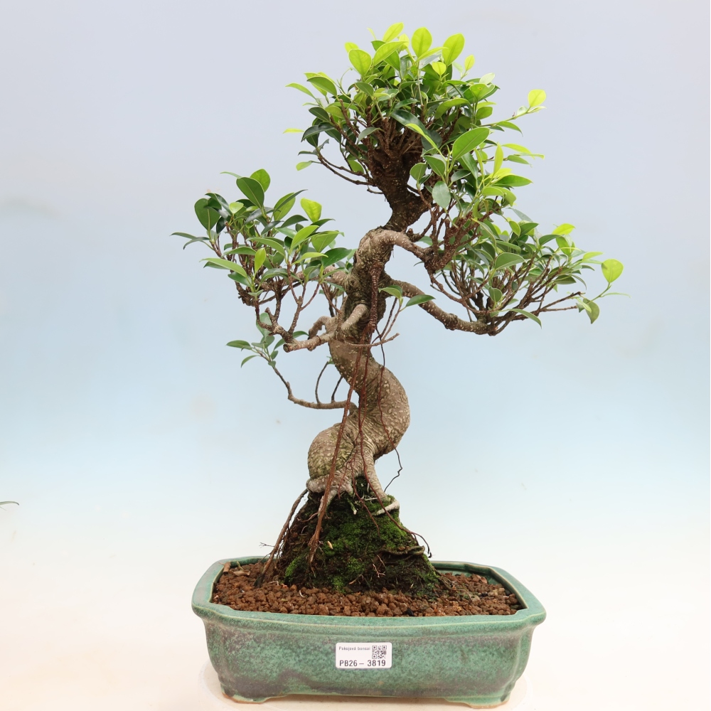Camera bonsai - Ficus kimmen - ficus a foglie piccole