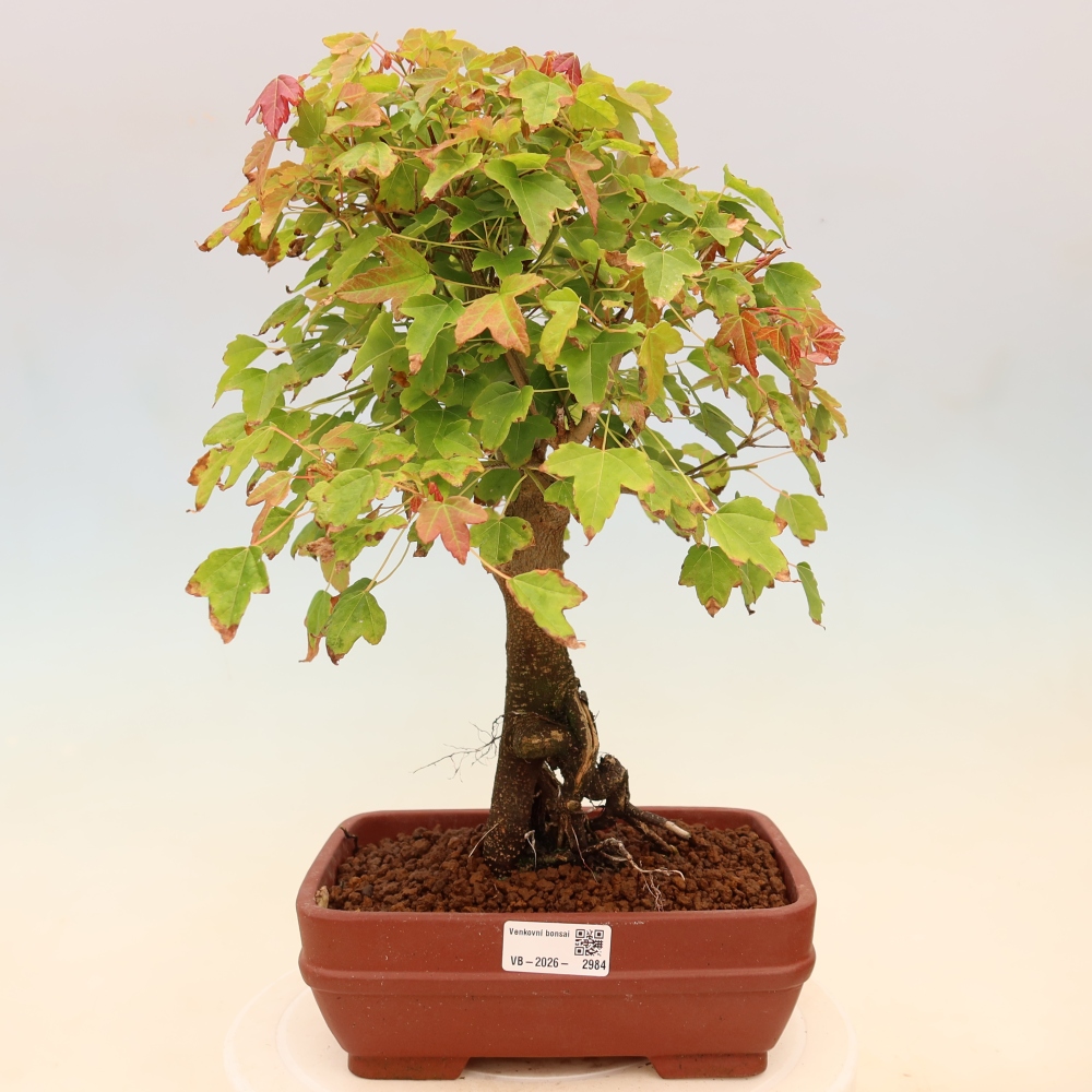 Bonsai da esterno - Acero Burger - Acer Burgerianum