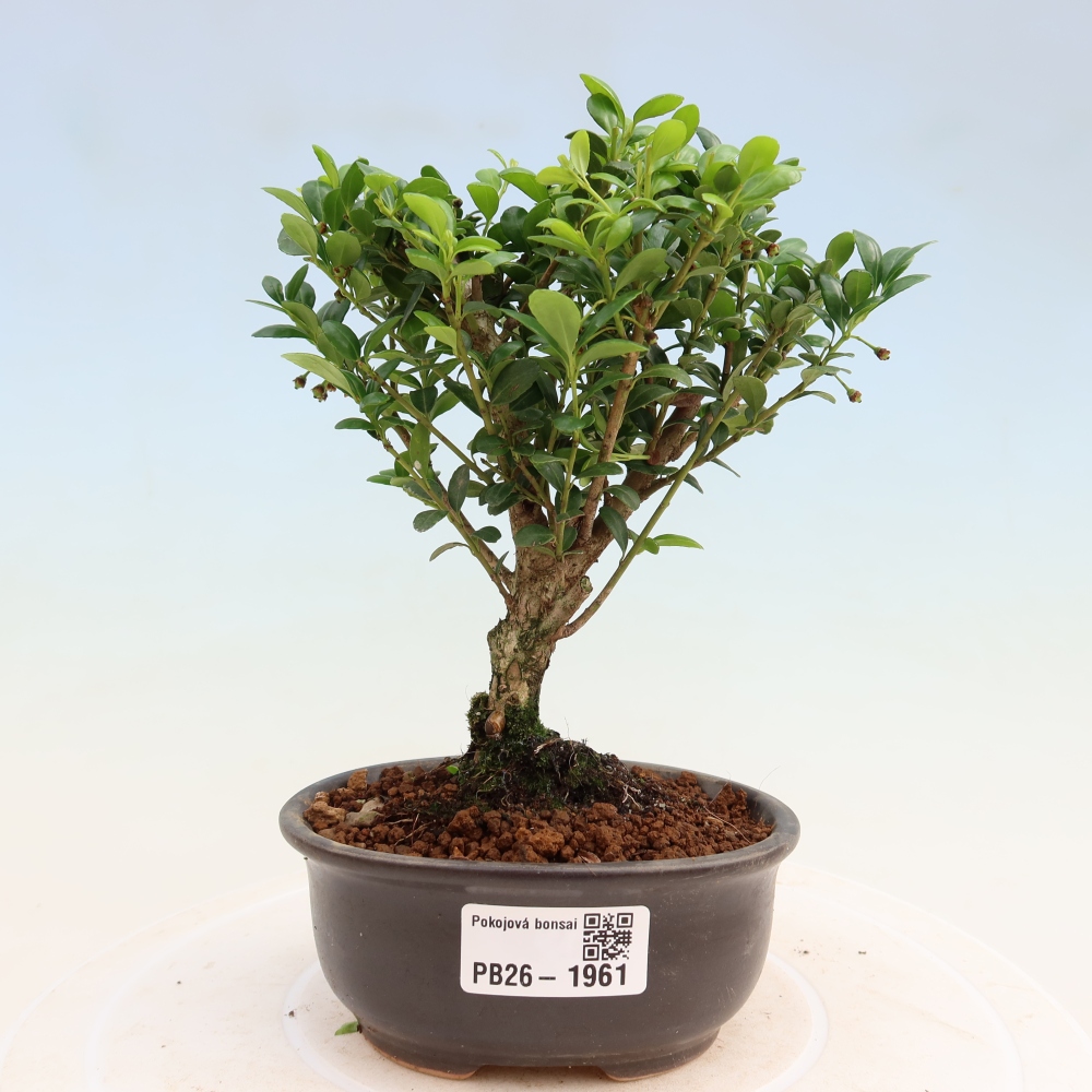 Camera bonsai - Ilex crenata - Agrifoglio