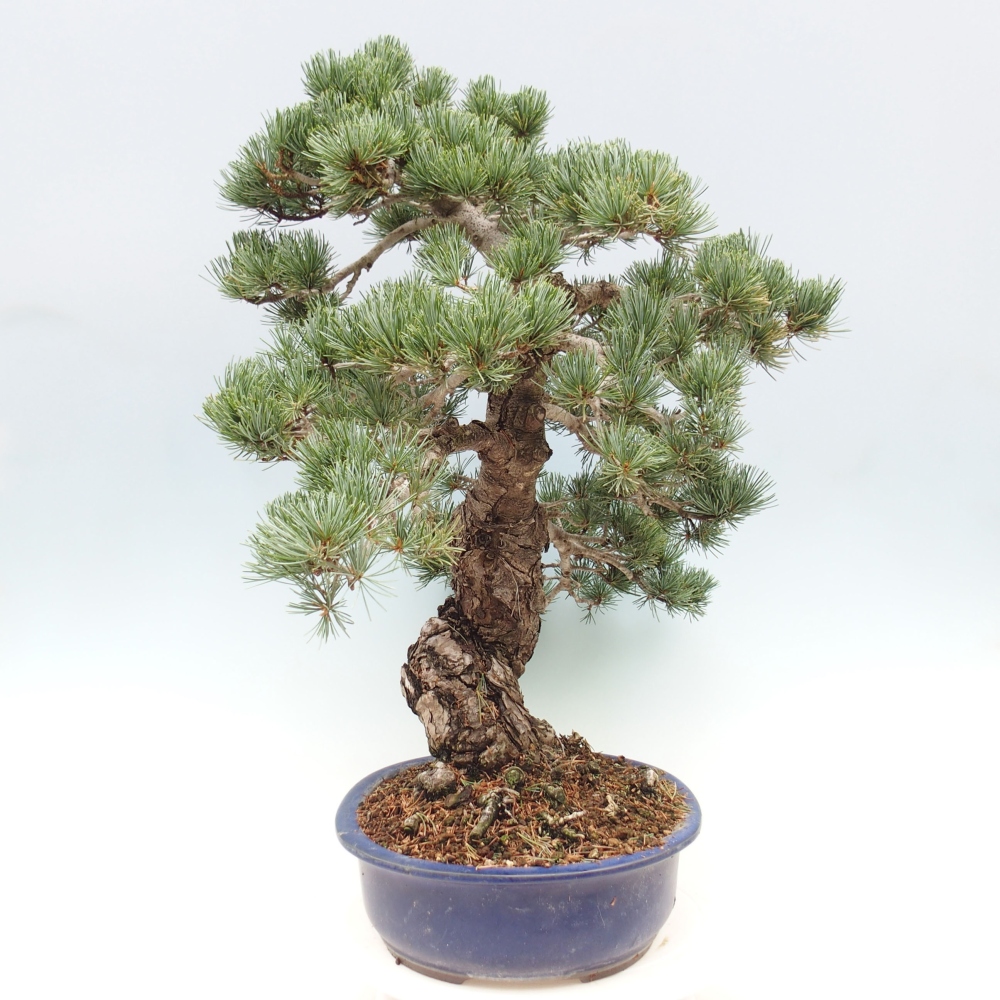 Bonsai da esterno - Pinus parviflora - Pinus parviflora