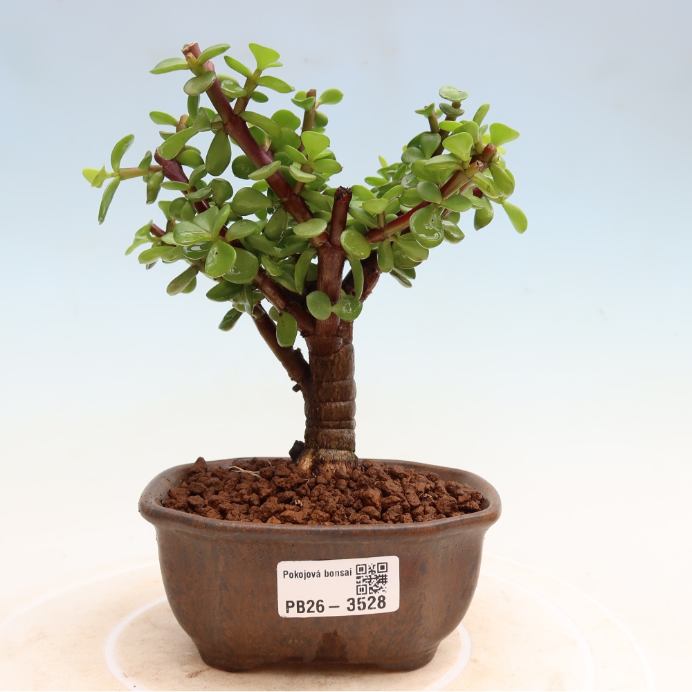 Camera bonsai - Portulakaria Afra - Tlustice