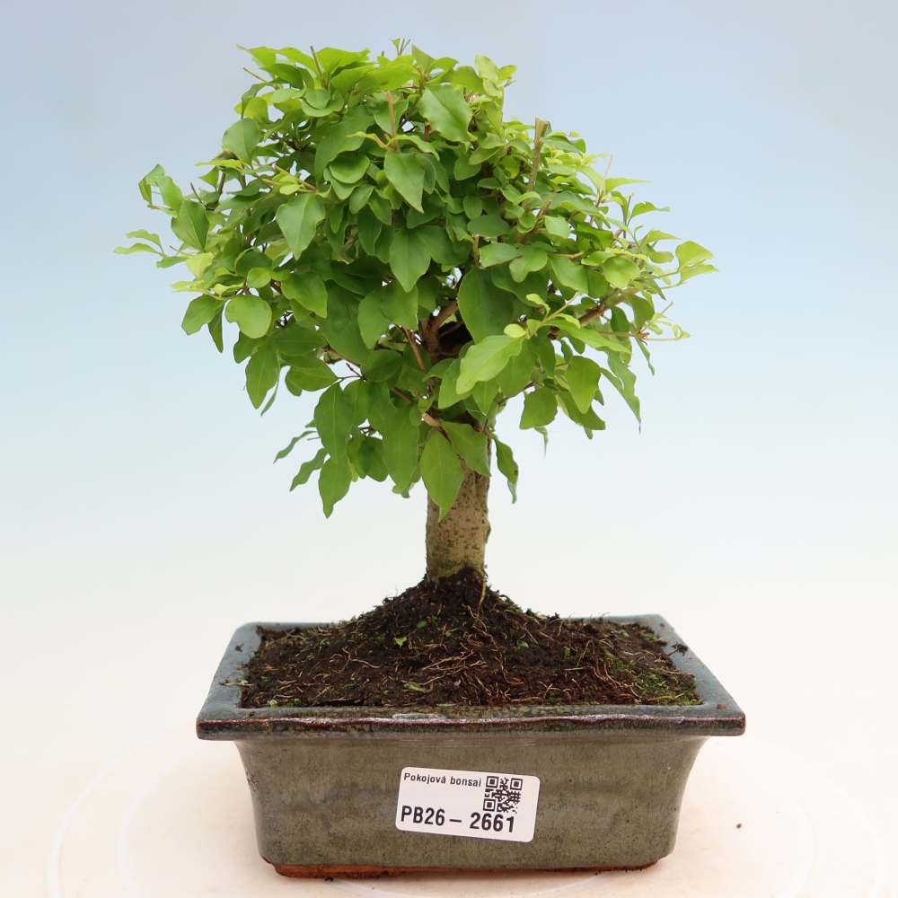 Camera bonsai -Ligustrum chinensis - Becco d'uccello