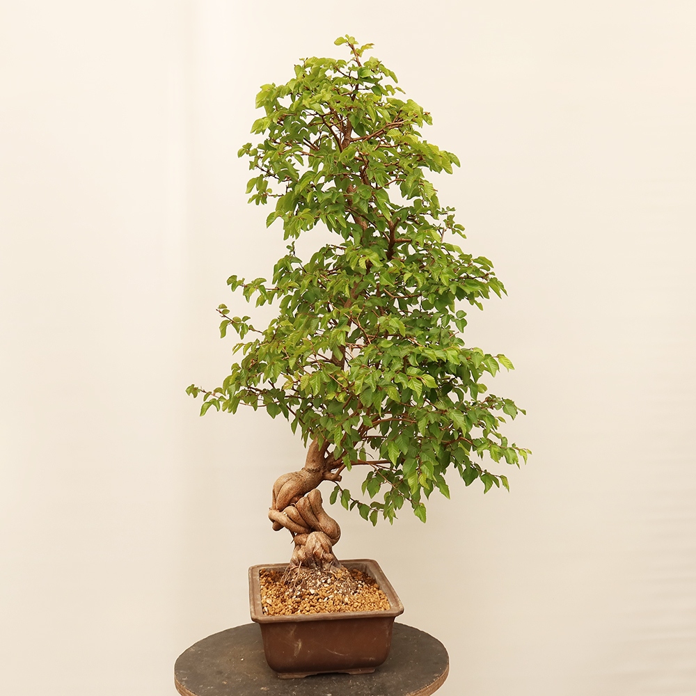 Bonsai da esterno -Carpinus Coreana - Carpino coreano
