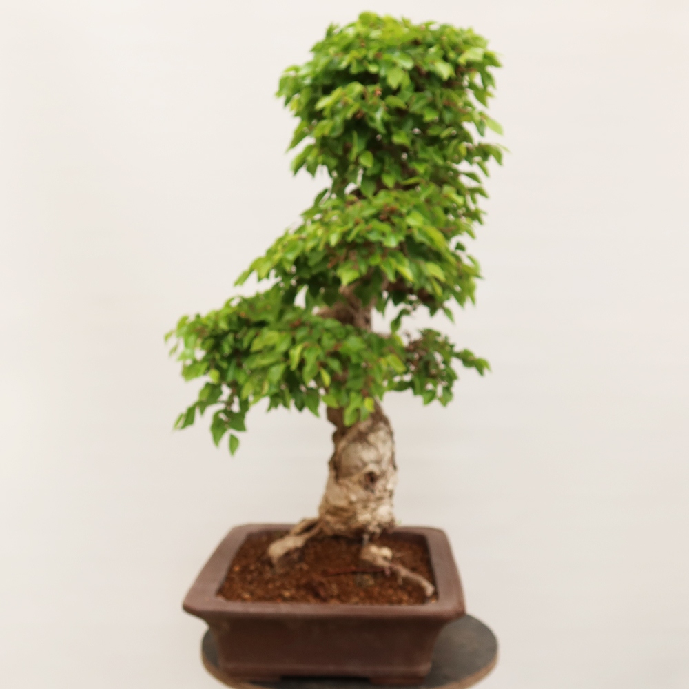 Bonsai da esterno -Carpinus Coreana - Carpino coreano