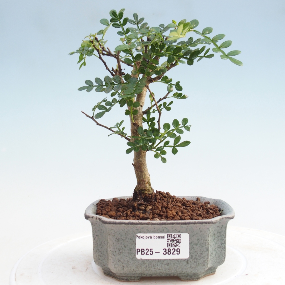 Camera bonsai - Zantoxylum piperitum - Albero del pepe 