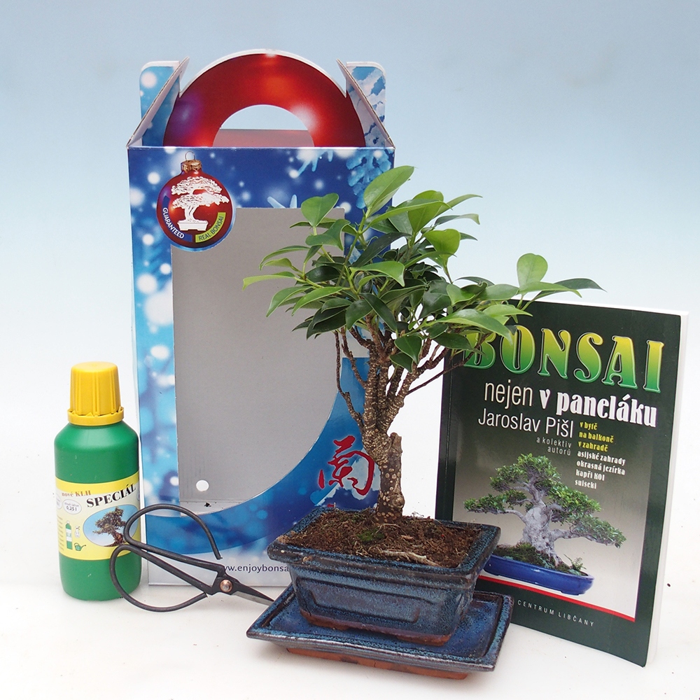 Bonsai da camera in confezione regalo