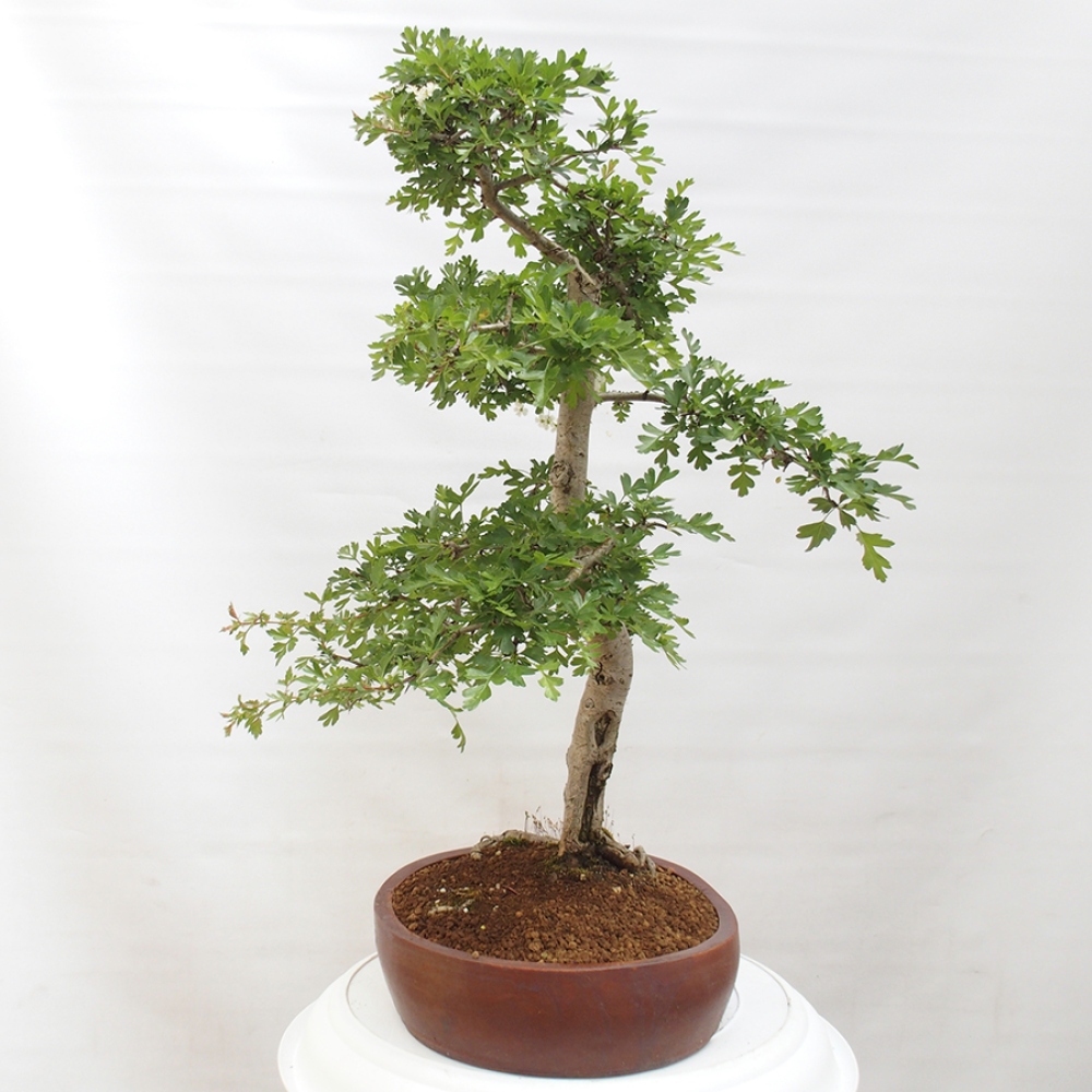 Bonsai da esterno - Biancospino - Crataegus monogyna