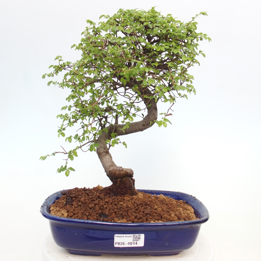 Camera bonsai - Ulmus parvifolia - Olmo a foglie piccole