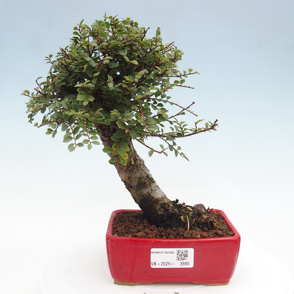 Bonsai da esterno - Ulmus parvifolia Hokkaido - Olmo cinese