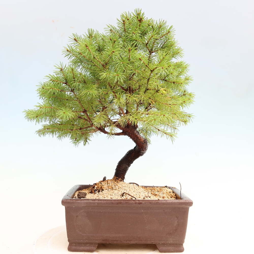 Bonsai da esterno - Abete grigio - Picea glauca globe