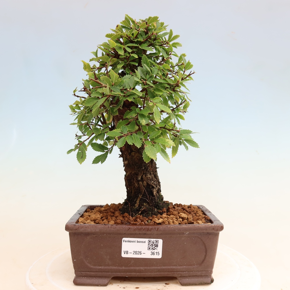 Bonsai da esterno - Zelkova - Zelkova NIRE