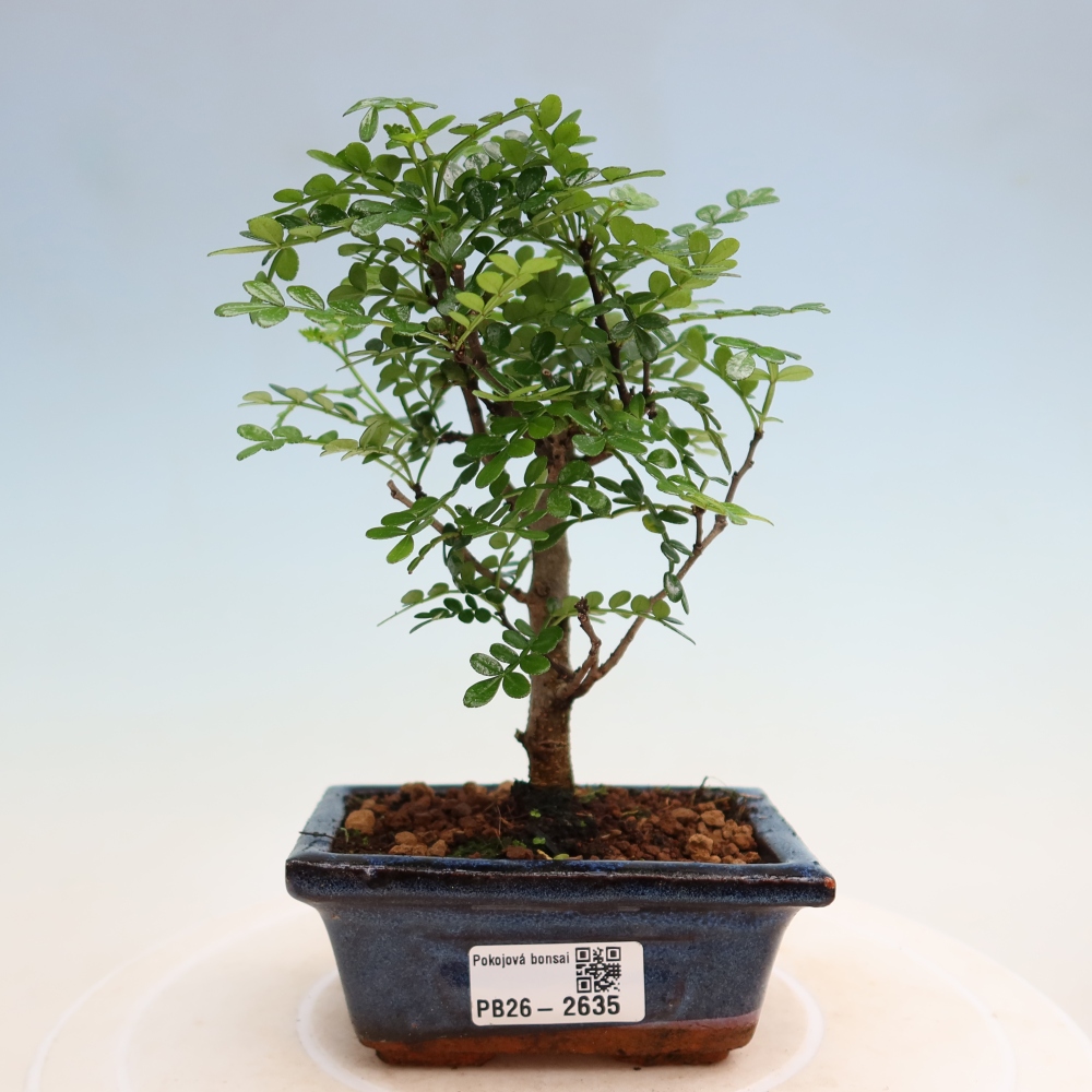 Camera bonsai - Zantoxylum piperitum - albero del pepe