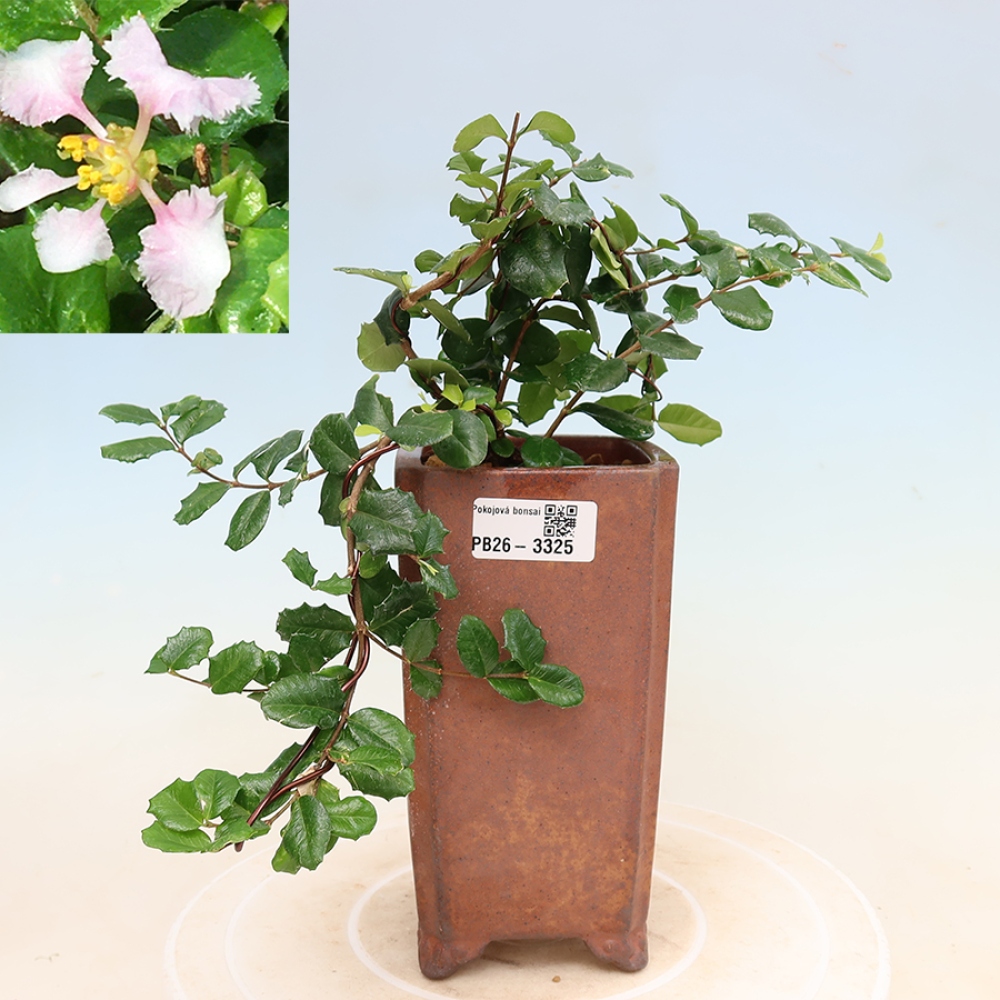 Bonsai da appartamento - Malpighia delle Barbados - Malpighia coccigera