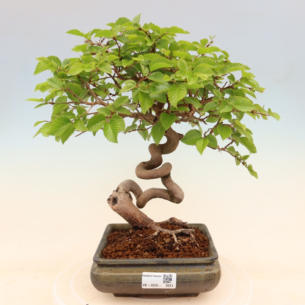 Bonsai da esterno -Carpinus Coreana - Carpino coreano