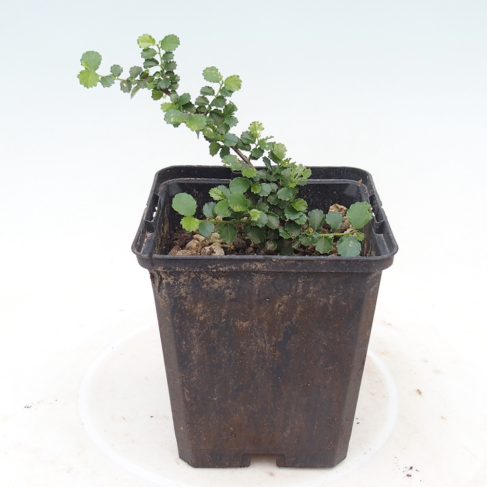 Camera bonsai - Grewia sp. - Grewia a foglie piccole in contenitore