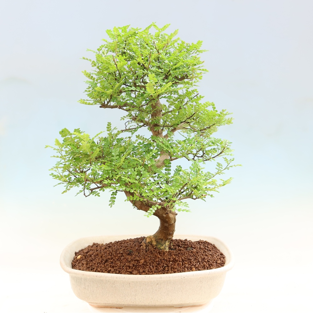 Camera bonsai - Zantoxylum piperitum - albero del pepe