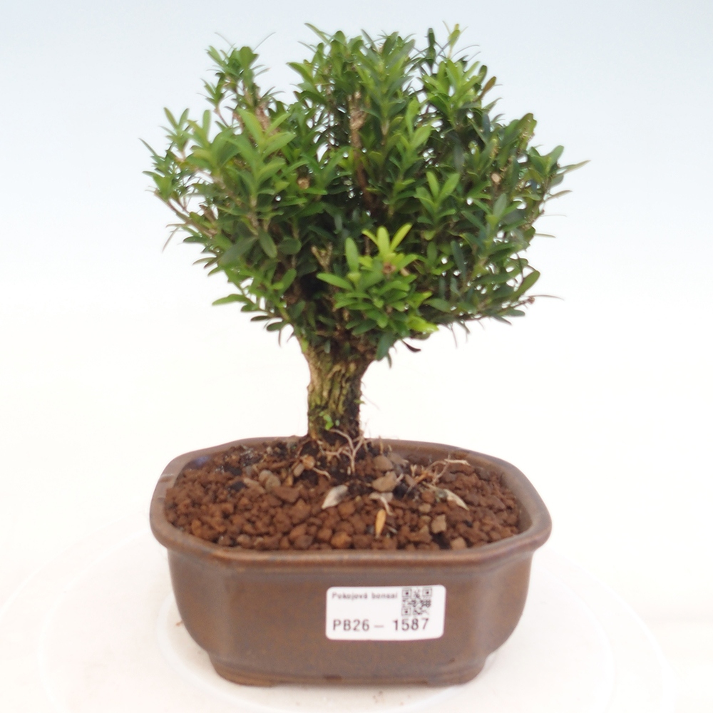 Camera bonsai - Buxus harlandii - buxus da sughero