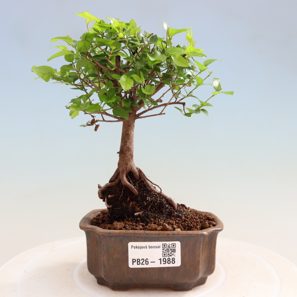 Camera bonsai - Sageretia thea - Sageretia thea
