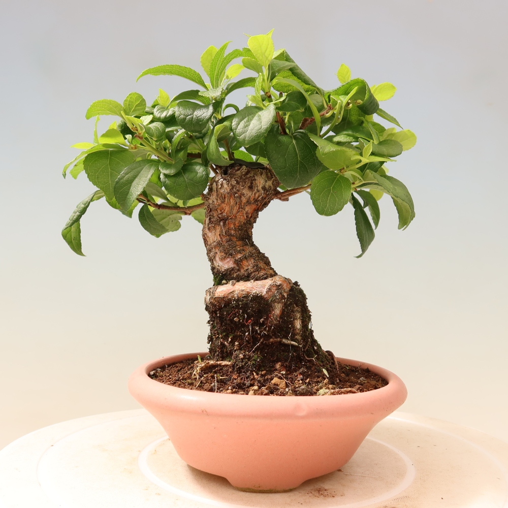 Bonsai da esterno - Celastrus orbiculatus