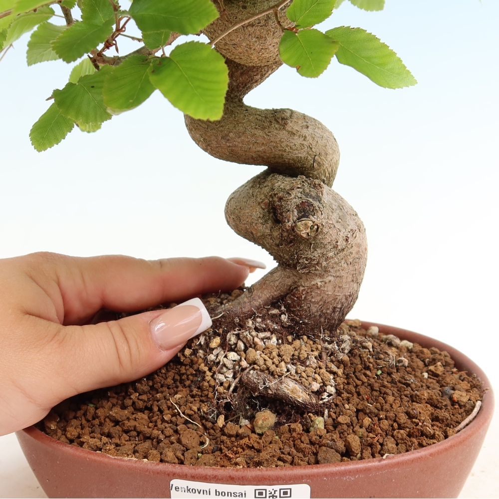 Bonsai da esterno -Carpinus Coreana - Carpino coreano
