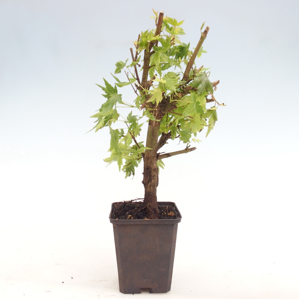 Bonsai da esterno - Acer palmatum Dr Tilt in contenitore