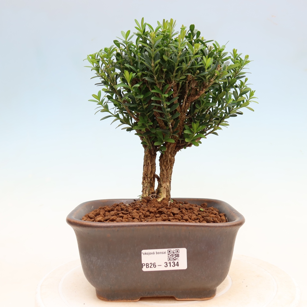 Camera bonsai - Buxus harlandii - buxus da sughero