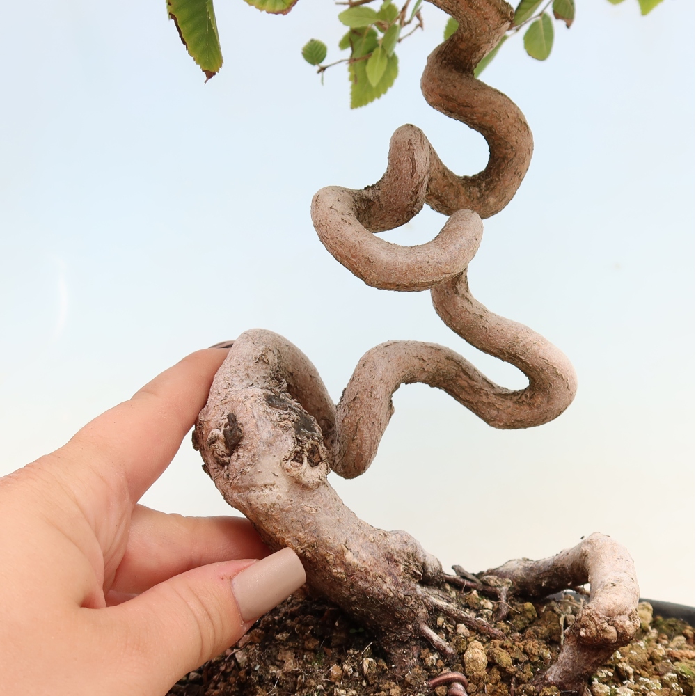 Bonsai da esterno -Carpinus CARPINOIDES - Carpino coreano