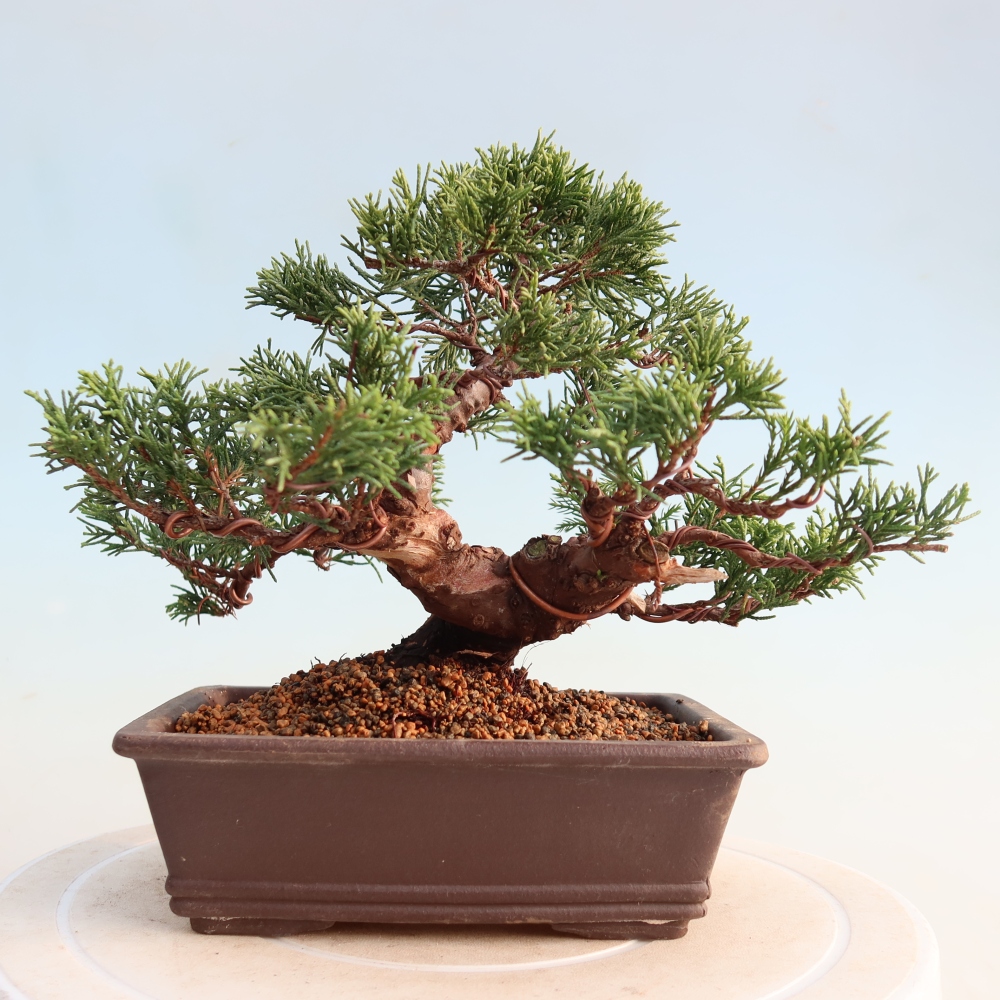 Bonsai da esterno - Juniperus chinensis Itoigawa