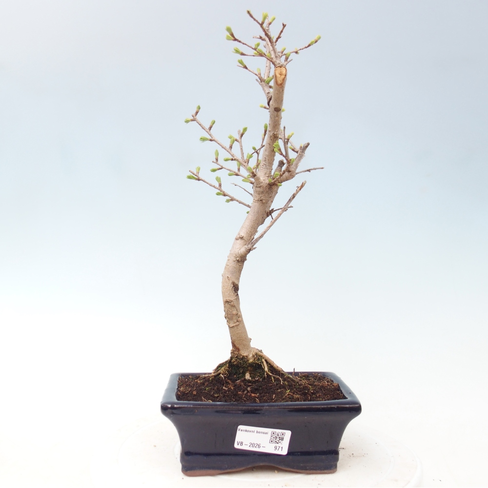 Bonsai da esterno -Pseudolarix amabis-Pseudolarix amabis