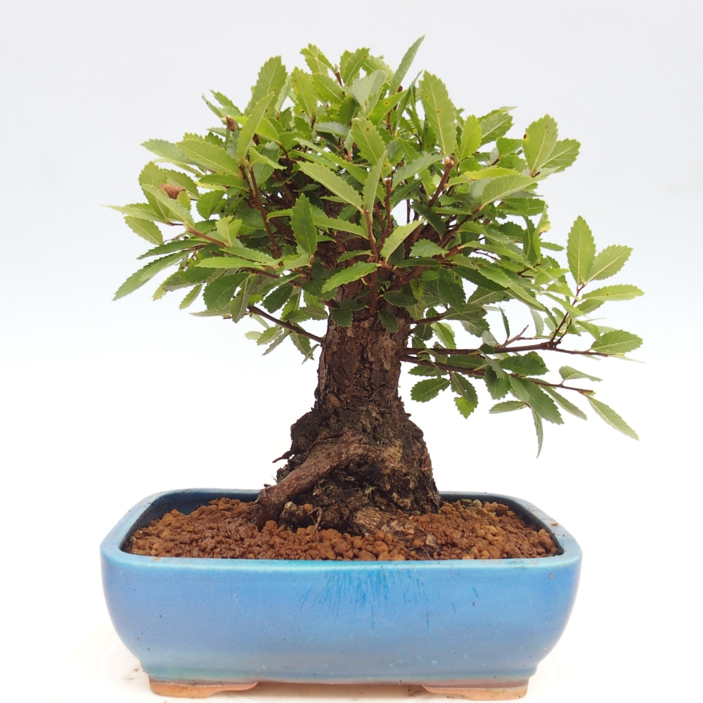 Bonsai da esterno - Zelkova - Zelkova NIRE