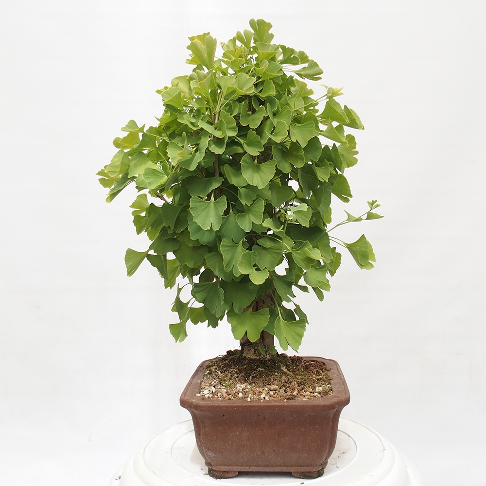 Bonsai da esterno - Ginkgo biloba - Ginkgo biloba