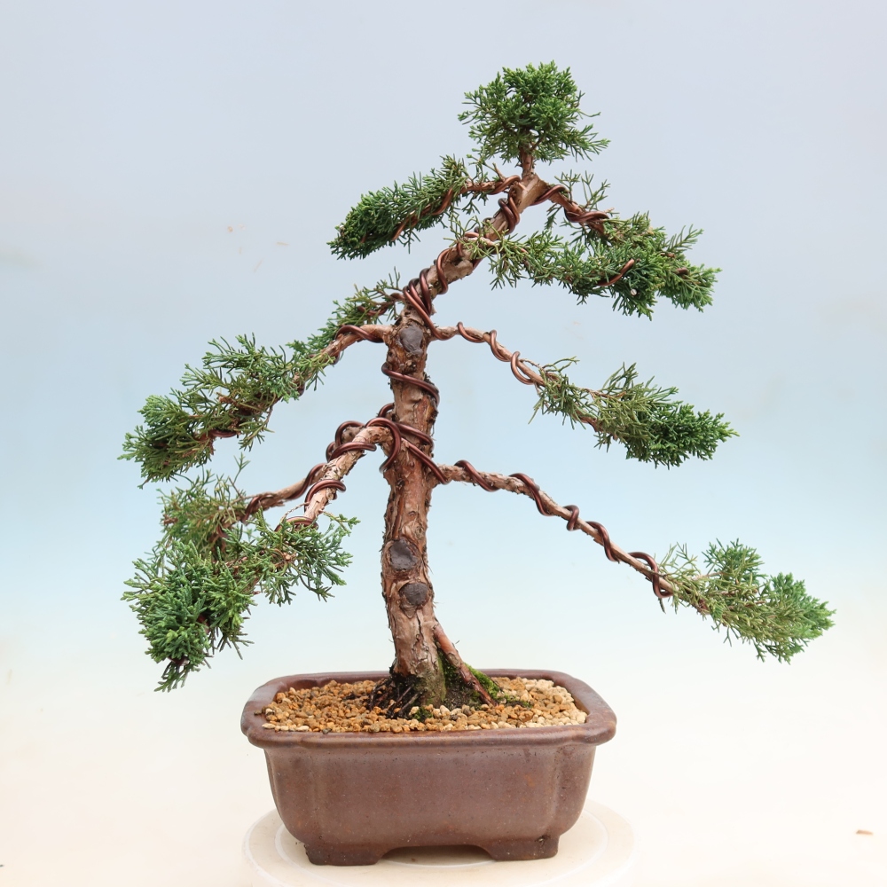 Bonsai da esterno - Juniperus chinensis Kishu