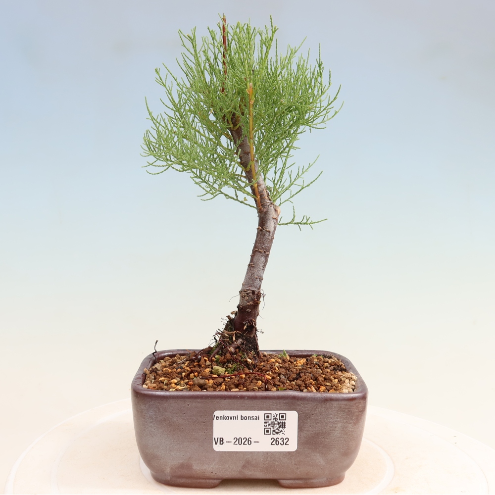 Bonsai da esterno - Tamarisco - Tamarix