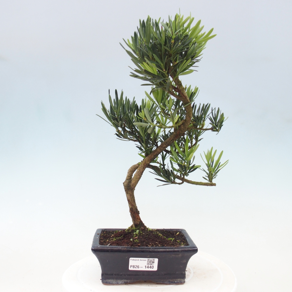 Camera bonsai - Podocarpus - Tasso delle pietre