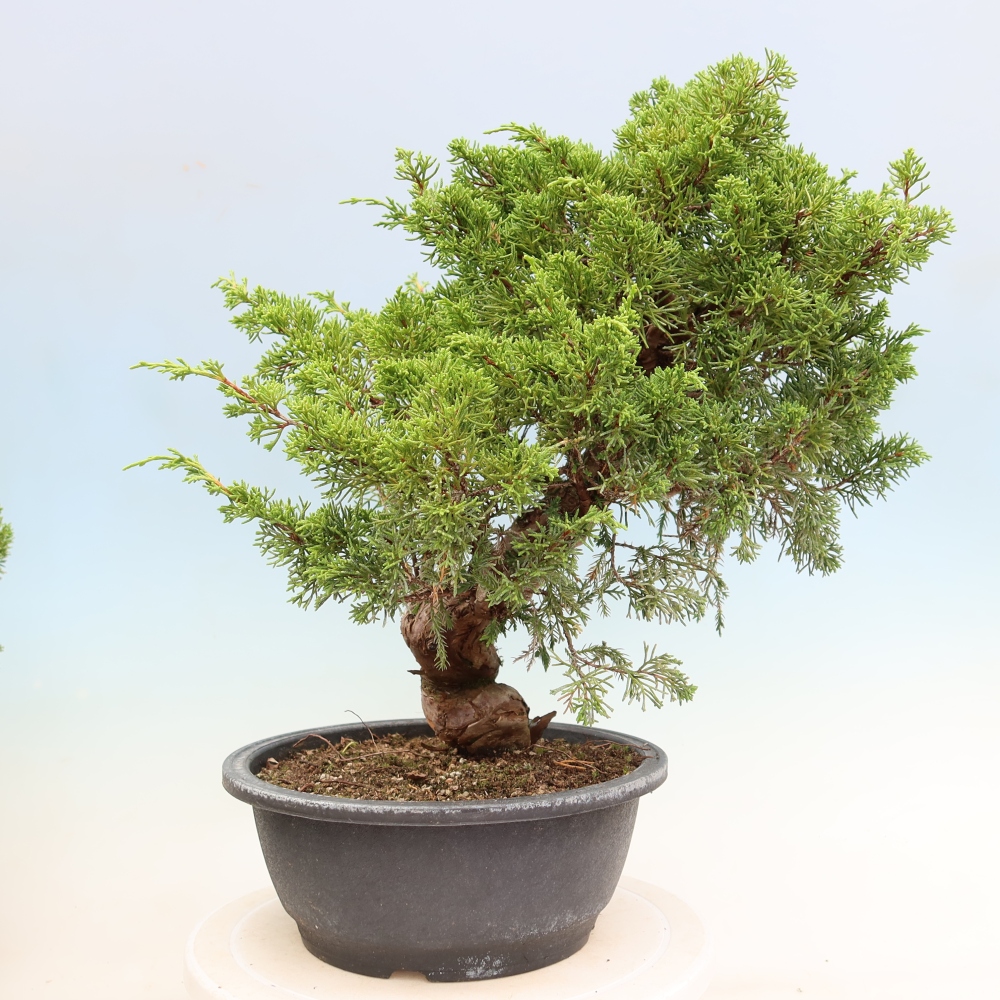 Bonsai da esterno - Juniperus chinensis Itoigawa-Juniperus chinensis
