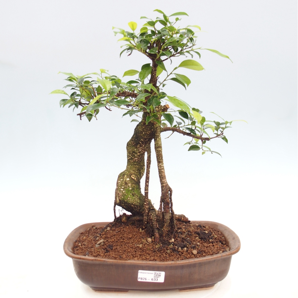 Camera bonsai - Ficus kimmen - ficus a foglie piccole